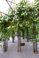 Rosa helenae 'Hybrida' on iron and steel supports - Wij Gardens, Sweden