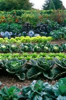 Cabbages and lettuce in veg garden