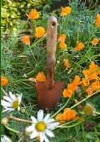 Eschscholzia californica - Califorian Poppy with old trowel  and Daisies
