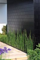 Equisetum hyemale against black wall 