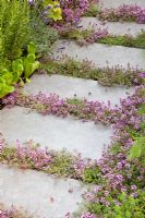 Flowering Thyme planted between paving slabs in path - An urban harvest garden - Hampton court 2011