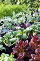 Brassica Kolibri - Kohl rabi, Brassica rapa chinensis 'Giant Green' - Chinese Cabbage, Lactuca sativa 'Nymans' - Lettuce and Daucus carota - Carrots
