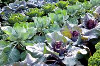 Brassica oleracea - Cabbages 'Kalibos', 'Serpentine' and 'Brigadier'
