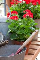 Pelargonium growing in terracotta pots with buckets, watering cans and tools on a greenhouse shelf