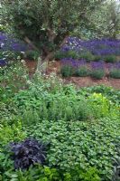 Herbs, vegetables and an Olive and Lavender Grove - 'The RHS Edible Garden' - RHS Hampton Court Flower Show 2011