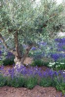 Lavandula spp, Olea europea and Orlaya grandiflora in the Lavender and Olive Grove - 'The RHS Edible Garden' - RHS Hampton Court Flower Show 2011