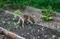 Border terrier puppy amongst broccoli plants in raised bed