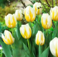 Tulipa 'Flaming Coquette'