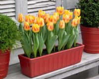 Tulipa 'Wilbrinks Star' in trough