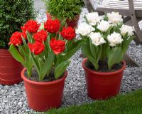 Tulipa 'Anfield', Tulipa 'White Ice' in pots
