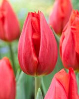 Tulipa 'Frohnleiten'