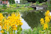 Natural pond with small jetty and boat, late summer planting - Dales Farm, Norfolk NGS