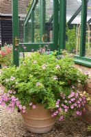 Large container of scented Pelargoniums with Calibrachoa 'Million bells' by greenhouse - Woodpeckers, Essex NGS