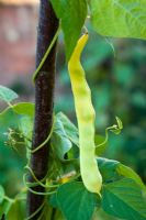 Phaseolus vulgaris 'Goldfield' - Climbing French Beans 