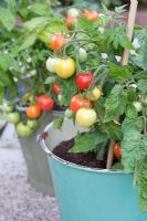 Tomatoes growing in an enamel container