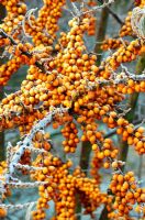 Hippophae Rhamnoides - Frosted orange berries 