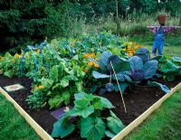Vegetable tunnel project - Finished potager with scarecrow, cabbages and Calendula 