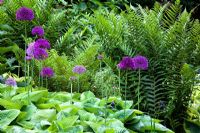 Allium 'Purple Sensation' Hosta and ferns 