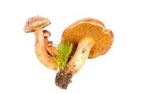 Suillus Bovinus - Bovine Bolete fungus