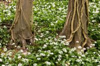 Allium ursinum Wild Garlic Ramsons in woodland 