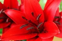 Lilium  'Monte Negro' Asiatic lily  