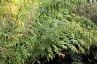 Datisca cannabina at the National Botanic Garden of Wales - Gardd Fotaneg Genedlaethol Cymru