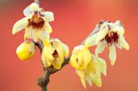 Chimonanthus praecox 'Grandiflora' - Wintersweet, January. Close up portrait of pale yellow scented flowers.