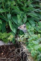 Vulpes vulpes - Fox cub sitting in raised bed vegetable garden