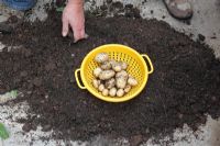 Growing Potatoes in polybags - 'Arran Pilot' after 11 weeks growing in polytunnel. One root produces enough for a meal