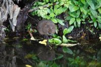 Arvicola terrestris - Water vole youngster feeding at waters edge