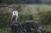 Tyto alba - Barn Owl perching on lichen covered rock