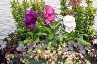 Summer container trough with Matthiola, Euonymus, Ajuga, Hedera and Houttuynia