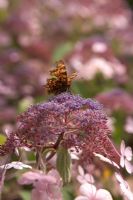 Hydrangea villosa 'Spinners' with Polygonia c-album
  - Comma Butterfly