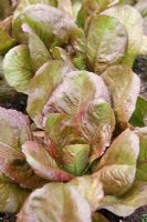 Lactuca - Lettuce 'Red Romaine'