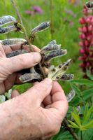 Lupinus russeliana - Harvesting pods and seeds
