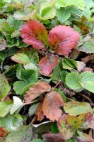 Mycosphaerella fragariae - Strawberry showing common leaf spot infection