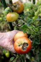 Showing Tomato with blossom end rot