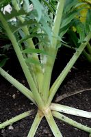 Cynara cardunculus - Edible Cardoon stalks