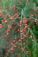 Asparagus officinalis with berries in autumn