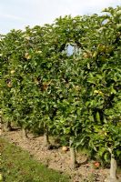 Malus 'Jonagold' - Espalier trained Apple tree
