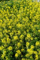 Sinapis alba - White Mustard can be used as green manure, October