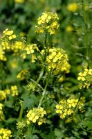 Sinapis alba - White Mustard can be used as green manure, October
