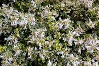 Abelia x grandiflora 'Confetti'