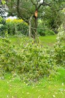 Broken branch of Prunus insititia - Damson - caused by strong winds 