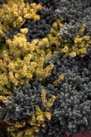 Juniperus squamata 'Blue Carpet' AGM with Erica carnea f. alba 'Golden Starlet' AGM