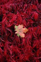 Acer palmatum var. dissectum 'Inaba-shidare' AGM - autumn foliage colour with leaves of Acer platanoides - Norway Maple