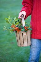 Girl in red jumper carrying wooden basket filled with Ilex aquifolium 'Amber', Ilex 'Handsworth new silver' and Ilex 'WJ Bean'
