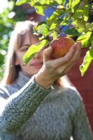 Woman picking Apples 