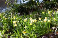 Narcissus pseudonarcissus - Native wild Daffodils