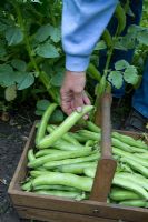 Picking Vicia faba - Broad Beans